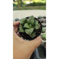 ราคา Haworthia painted skin_succulent echeveria haworthia cactus ไม้อวบน้ำ แคคตัส ฮาโวเทีย ไลทอป (29724889132)