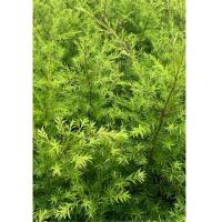 ราคา ต้นหลิวทอง ไม้มงคลนำโชค (27008100924)