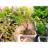 ราคา บอนไซ พุดศุภโชค ติดดอก (13718681448)