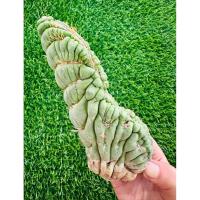 ราคา พร้อมส่งแคคตัสเกลียวสวาทคริสตาต้า ต้นใหญ่ ทรงสวย หายาก‼️Eulychnia castanea spiralis cristata (42758490986)