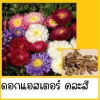 ราคา เมล็ดพันธุ์ดอกไม้หลายชนิด ดอกแอสเตอร์ เมล็ดพันธุ์ดอกแอสเตอร์คละสี จำนวน 50 - 70 เมล็ด (3381087521)