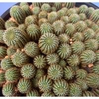 ราคา เฟเรีย หนามทอง ไม้เมล็ด ยกพอตสวยๆ (3540172736)