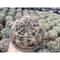 ราคา ใส่โค้ดJUNINC30ลดเพิ่มอีก30% เฟอโรเล็บเหยี่ยว หนามแดงFerocactus Peninsulae Britton & Rose (8453082717)