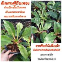 ราคา ต้นเศรษฐีก้านทอง เสริมการเงิน เรียกทรัพย์ (3581241179)