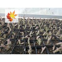 ราคา แคคตัส เก๋งจีน Huernia แคคตัส กระบองเพชร cactus&succulent (13343861859)