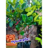 ราคา ขนุนแดงสุริยาแบบทาบกิ่ง (23678009949)