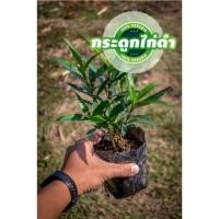 ราคา ต้นกระดูกไก่ดำ ต้นพันธุ์ รากเดินพร้อมปลูก (19416981131)