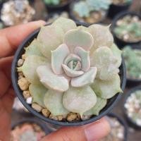 ราคา กุหลาบหิน ไม้อวบน้ำ Echeveria Lola (25837715970)