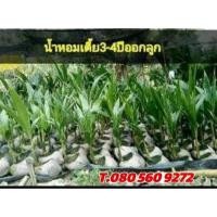 ราคา ต้นพันธุ์มะพร้าวน้ำหอมพันธุ์เตี้ย 3-4ปีออกลูก/มะพร้าวน้ำหอมเตี้ย มะพร้าวน้ำหอมแท้ ต้นเตี้ย (28462103025)