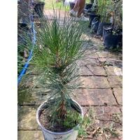 ราคา สนดำญี่ปุ่น สูง 30-40cm (Japanese black pine) (26172892056)