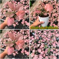 ราคา (1ต้น)(ขาย ต้นพันธุ์) ต้น ออมชมพู ต้นออมชมพู Kanokwan (10750543327)