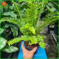 ราคา เฟิร์นใบมะขาม ต้นเฟิร์น เฟิร์น ต้นเฟินใบมะขาม เฟิร์นใบมะขาม ต้นเฟิร์นใบมะขาม (4340582452)