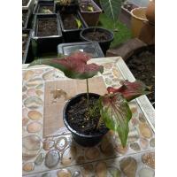 ราคา หงส์หยก ทรงสวยๆ 4 ใบ บอนสี (12520827393)