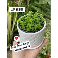 ราคา ต้นแพหยกไม้มงคลฟอกอากาศ (8223155866)