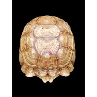 ราคา นำเข้า กระดองเต่ายักษ์ซูลคาต้า (Sulcata Tortoise Shell) ขนาด 65 cm ✅ กระดองแท้ 100% ✅ ขนาดใหญ่ เหมาะสำหรับตกแต่งบ้าน (40757180139)