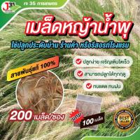 ราคา (200เมล็ด) เมล็ด หญ้าน้ำพุ (แถมฟรี100เมล็ด) ดอกหญ้าน้ำพุสีขาว ปลูกประดับสวน ปลูกง่าย เมล็ดพันธุ์หญ้า (44054576097)