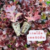 ราคา ต้นกล้าผักสวนครัว ต้นกล้าผักสลัด ต้นกล้าพริก ต้นกล้าเคล ต้นกล้ามะเขือเทศ ต้นกล้าผักไฮโดรโปรนิกส์ ต้นกล้าผักชี พร้อมปลูก (24663204309)