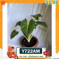 ราคา ว่านเสน่ห์จันทร์ขาว ต้นตั้งแม่ ใบใหญ่ (15900086020)