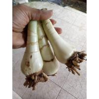 ราคา ว่านมหาบัว1หัว(รอบหัว12-16cm).หนึ่งในว่านไตรภาคี ไม้มงคล ไม้หัว ว่านมงคล หัวว่านมหาบัว (22544325171)