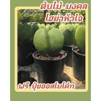 ราคา ต้นไม้มงคล โฮย่าหัวใจ หัวใจทศกัณฐ์ (28609996147)