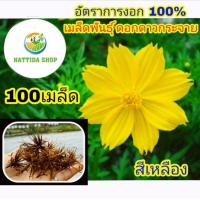 ราคา 100 เมล็ดพันธุ์ ดอกดาวกระจาย สีเหลือง ดาวกระจายสีเหลือง (6368681239)