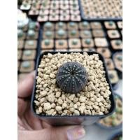 ราคา Frailea castanae 'niten' เฟเรีย​ไนเทน (4144806085)