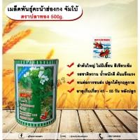 ราคา เมล็ดพันธุ์คะน้าฮ่องกงจัมโบ้ 500g. ตราปลาทองเมล็ดพันธุ์ควบคุมallaboutplants (25459673543)