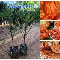 ราคา ต้นขนุนแดงสุริยาทาบกิ่งพร้อมส่งครับ (42507765409)
