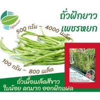 ราคา ถั่วฝักยาว เพชรหยก เมล็ดขาว (4364065126)