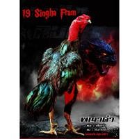 ราคา ไข่ไก่ชนลูกเสือดำ สุดยอดเบอร์แข้ง รับประกันเชื้อ! (42253552681)