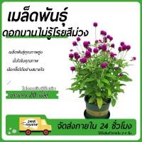 ราคา ดอกบานไม่รู้โรย สีม่วงเมล็ดพันธุ์ดอกบานไม่รู้โรย สีม่วง 20 เมล็ดงอกง่าย โตไว ดอกดดมาก (27881081105)