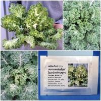 ราคา เมล็ดพันธุ์ เคลแคสเปอร์ ใบหงิกก้านขาว (Casper Kale F1 Seed) บรรจุ 20 เมล็ด คุณภาพดี ของแท้ 100% (2923962308)