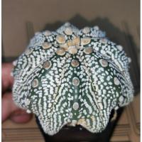 ราคา แอสโตรไฟตั้ม 11/11/2024 #แคสตัส castus astrophytum แอสโตร แอสโตรไฟตั้ม แอสโตรไฟตัม กระบองเพชร (9785940506)