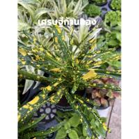 ราคา Set ต้นไม้มงคลต้นเศรษฐีก้านทอง (3989094359)