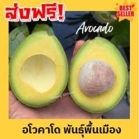ราคา อโวคาโด้ อโวคาโด avocado อโวคาโด้ อโวคาโด อโวคาโด้ อโวคาโด้สด อโวคาโดสด สดจากไร่ อโวคาโด้ พื้นเมือง อะโวคาโด (42205408341)