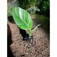 ราคา กล้วยด่างฟลอลิด้าเง้าใหญ่ตัดต้นแทงใบแล้วรากเดินเตม290พอคับ (27661398132)