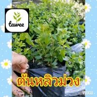 ราคา ต้นหลิวไต้หวัน หลิวม่วง ถุงชำ 4 นิ้ว​ หลิว​ ต้นหลิวสีม่วง​ (8904880470)