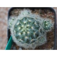 ราคา คามิเน่ หนามขาว mammillaria carmenae (10534532365)