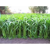 ราคา เมล็ดผักบุ้งจีนเรียวไผ่ 1กิโลกรัม (6871180523)