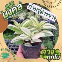 ราคา ต้นก้ามปูหลุดด่างขาว ต้นสวยมาก ต้นไม้มงคล พร้อมกระถาง 3นิ้ว ต้นไม้มงคลปลูกในบ้าน ต้นไม้ปลูกในบ้าน ต้นไม้ฟอกอากาศ (16530317772)