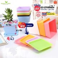 ราคา *พร้อมส่งทุกสีจากไทย* กระถางแคคตัส 4 นิ้ว กระถางแคคตัส กระถางพลาสติก กระถาง 4" กระถางแคคตัส 4 กระถาง กระถางต้นไม้ (15002019289)
