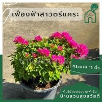ราคา ต้นเฟื่องฟ้า สาวิตรี กระถาง 11 นิ้ว (23388375445)