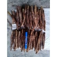 ราคา กล้าสักทอง เหง้าสักทอง ต้นพันธ์ุสักทอง เหง้าใหญ่ ชุดละ 50 เหง้า (4454260563)