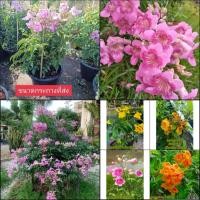 ราคา (1ต้น) มีให้เลือก5สี ต้น ดอก ต้นทองอุไร ทองอุไร สี ชมพู เหลือง ส้ม มิกกี้เมาส์ แฮปปี้เนส กระถาง 11 นิ้ว / fadel (18175856107)