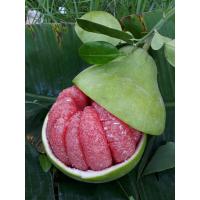 ราคา ต้นพันธุ์ ส้มโอทับทิมสยาม ต้นกล้าส้มโอแบบเพาะเมล็ด ในถุงดำ 29 บาท (22764411228)