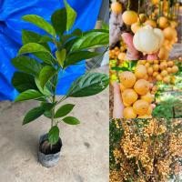 ราคา ต้นมะไฟเหรียญทองสยาม (กิ่งตอน ชุด2ต้น) (40958296895)