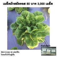 ราคา เมล็ดสลัดคอส คอส Cos ถูกสุด 3,000 เมล็ด มีคู่มือ ผักสลัด เมล็ดพันธุ์ผัก (3110675539)