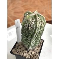 ราคา Astrophytum myriostigma fukuryu (แคคตัส แอสโตร มายริโอ ฟุคุริว ไม้เมล็ด) (10742261635)