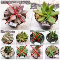 ราคา ขายกุหลาบหินไม้อวบน้ำและกระบองเพชร ต้องการต้นไหนสั่งโดยการทักแชทมานะคะ (1900858267)
