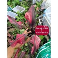 ราคา ลูกไม้ใบหอกแดงด่างบอนสี (25424226525)